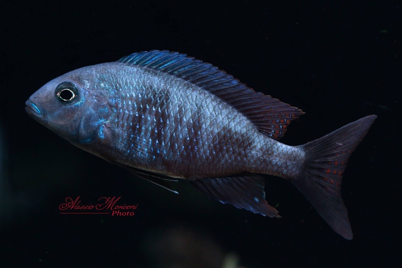 Otopharynx selenurus